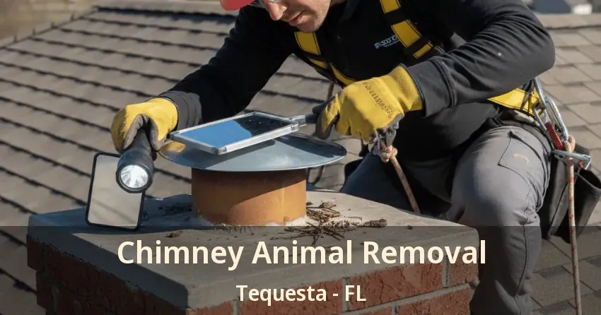 Chimney Animal Removal Tequesta - FL